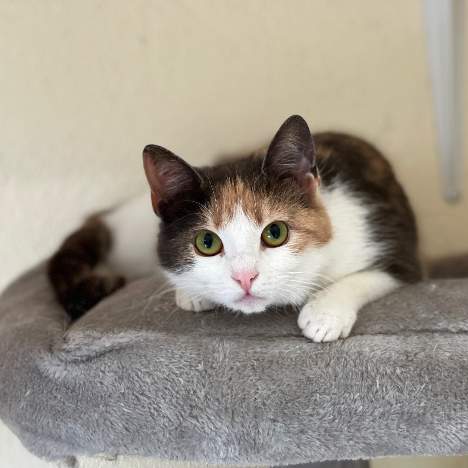 Stella