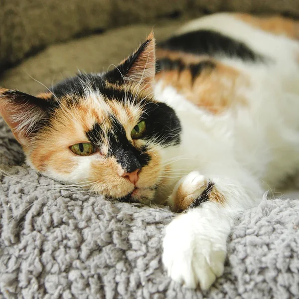 Animal image