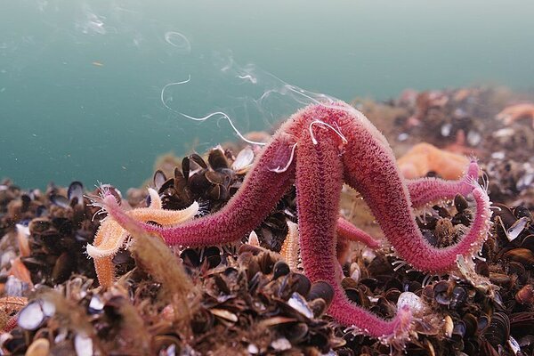 Fotol: Okasnahksete hulka kuuluv verev meritäht (Asterias rubens). Allikas: Wikimedia Commons.