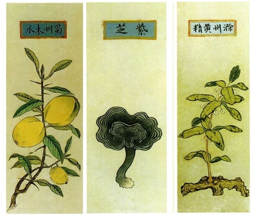 Pildil: Illustratsioon 1505.a raamatust "Essentials of Materia Medica Distinctions" Liu Wen-Tai