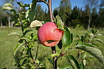 Kloostrimetsa õunaaed