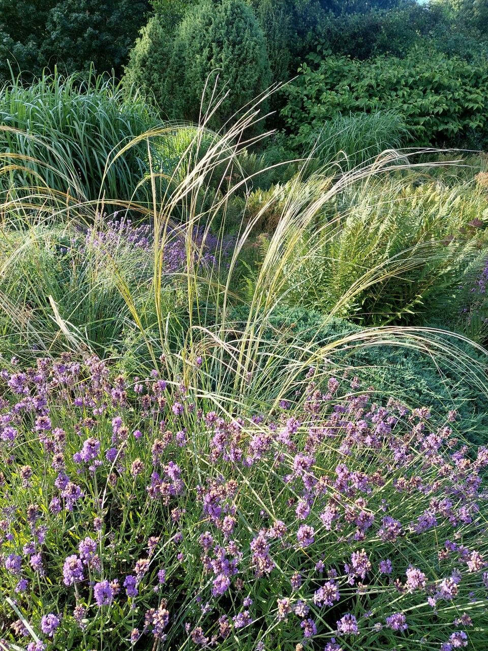 Silver feather grass (Stipa barbata)