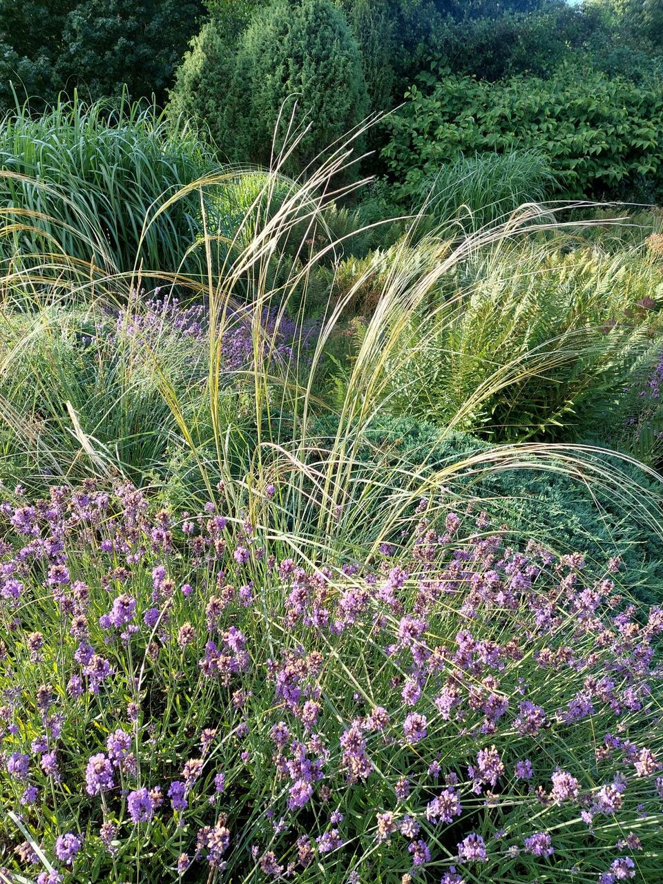 Habe-stepirohi (Stipa barbata)