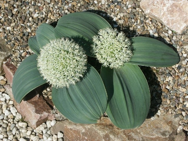 Karatau lauk (Allium karataviense) 'Ivory Queen'