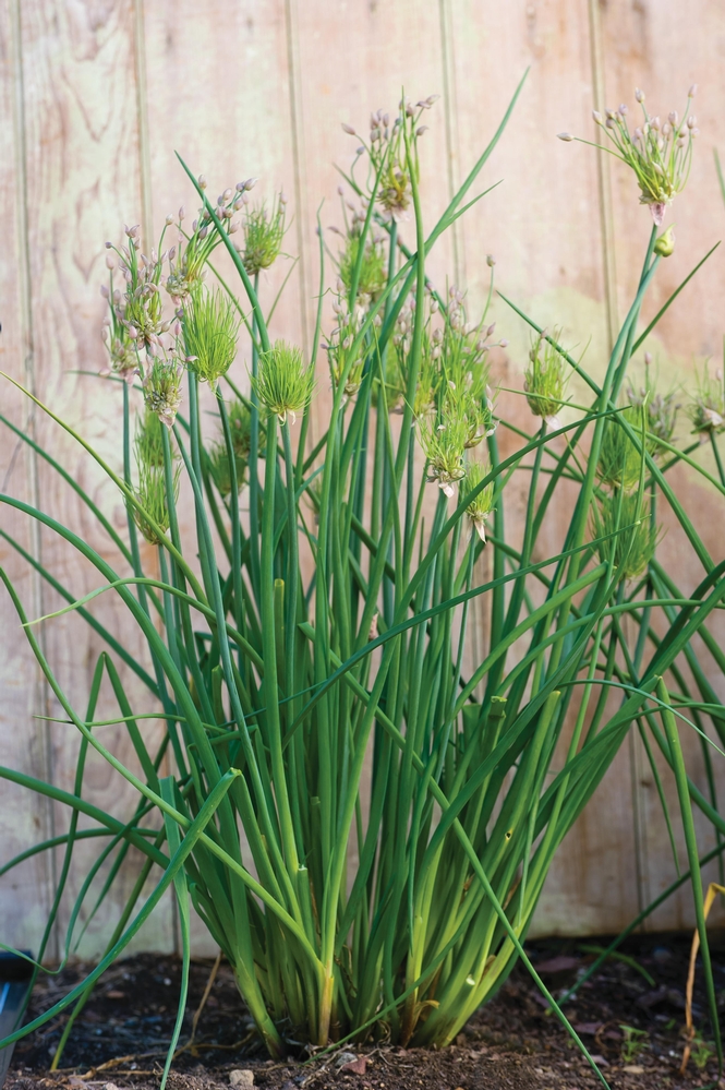 Murulauk Allium Schoenoprasum Cha Cha Anu Aed