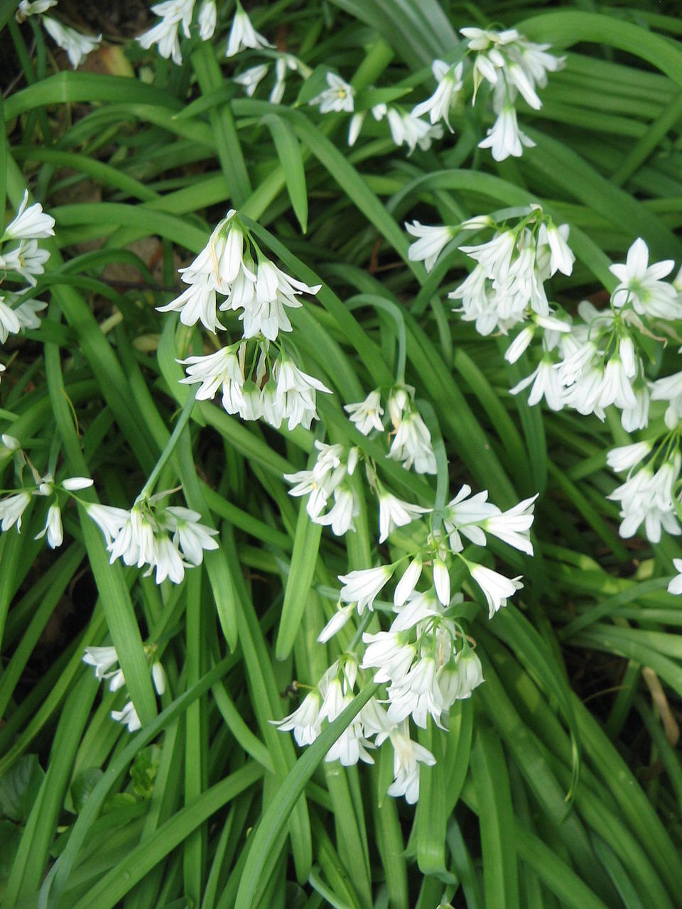 Kolmkant-lauk (Allium triquetrum)