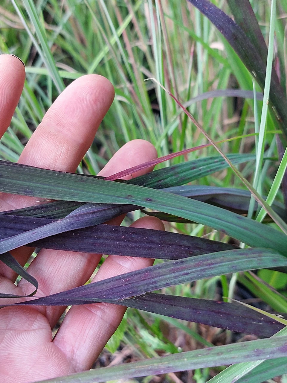 Suur habehein (Andropogon gerardii) 'Red October'