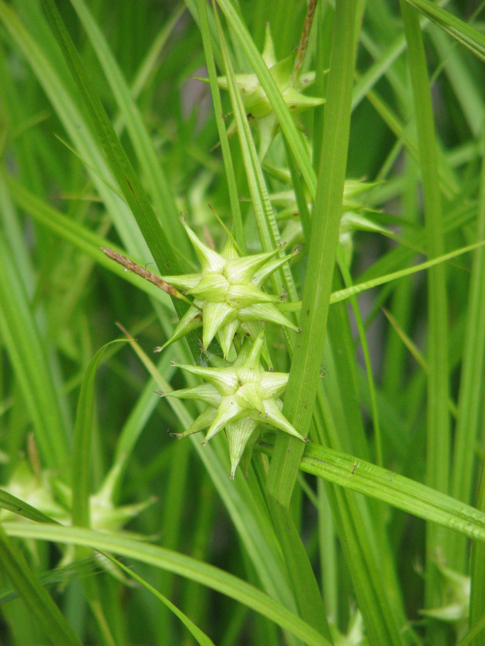 Pugutarn (Carex grayi)