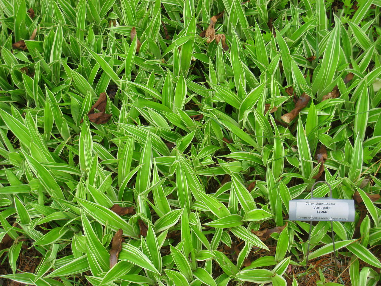 Laialehine tarn (Carex siderosticha) 'Variegata'