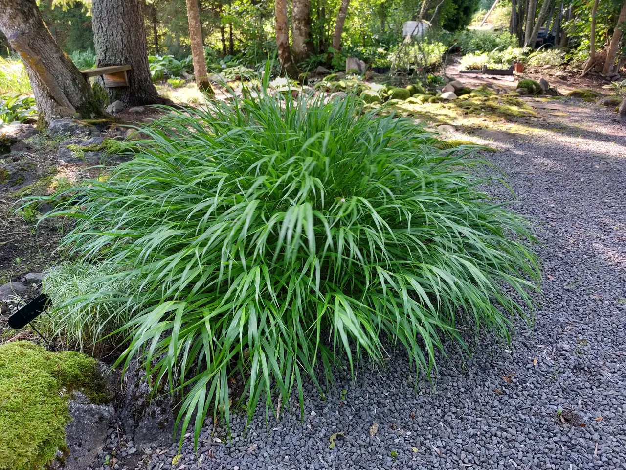 Ainuroog (Hakonechloa macra)