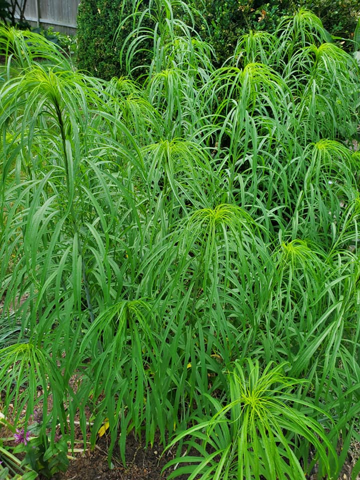 Hiid-päevalill (Helianthus salicifolius)