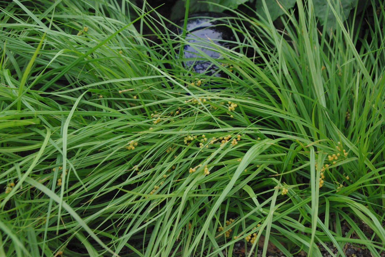 Kuldtarn (Carex aurea)