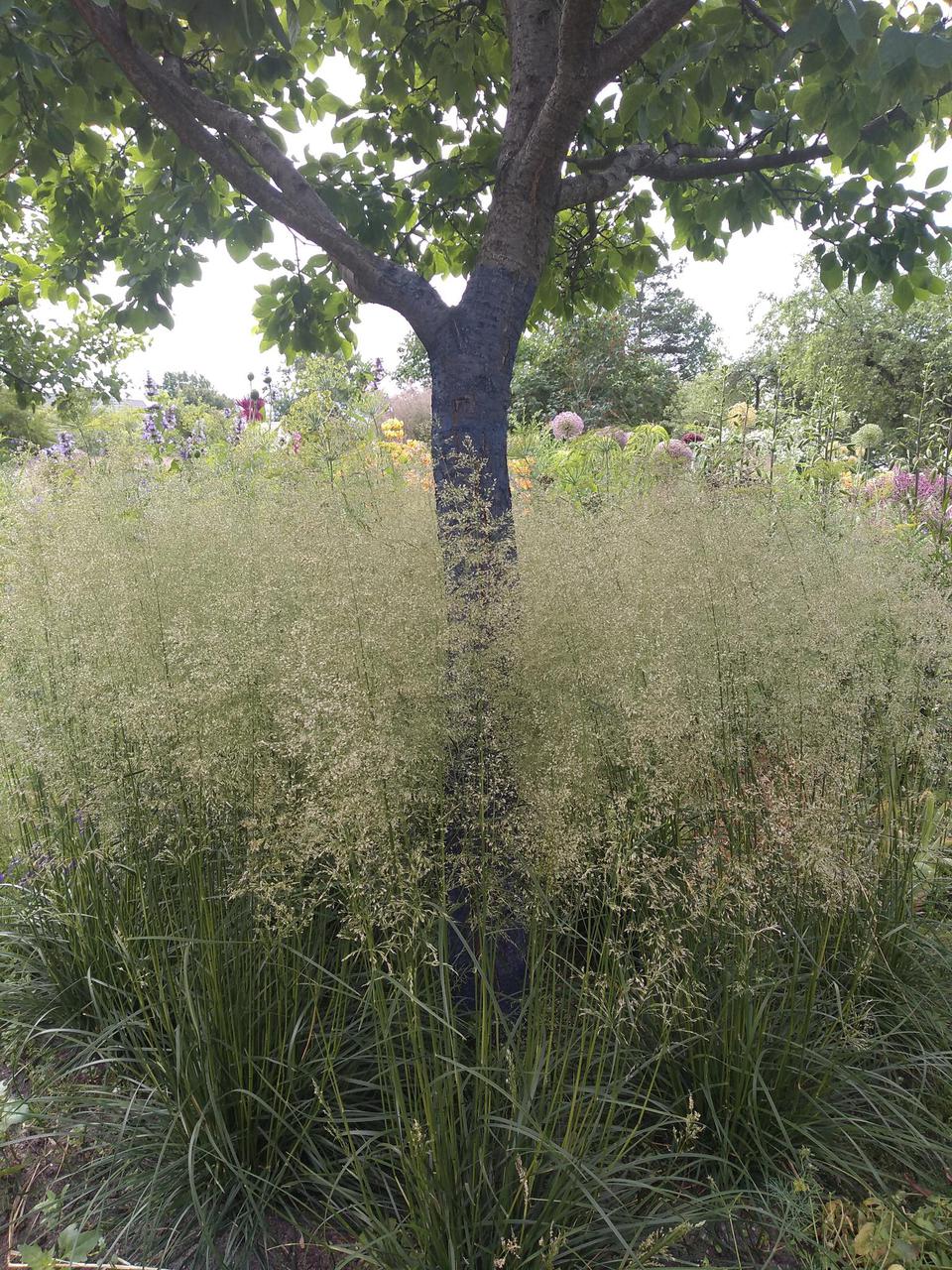 Luht-kastevars (Deschampsia cespitosa) 'Tardiflora'