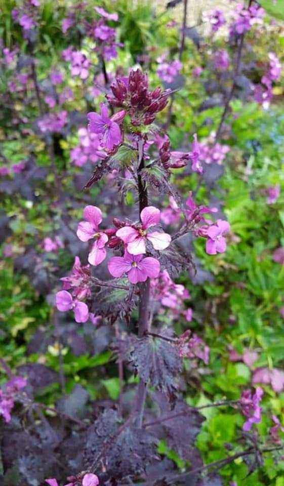 Aed-kuukress (Lunaria annua) 'Chedglow'