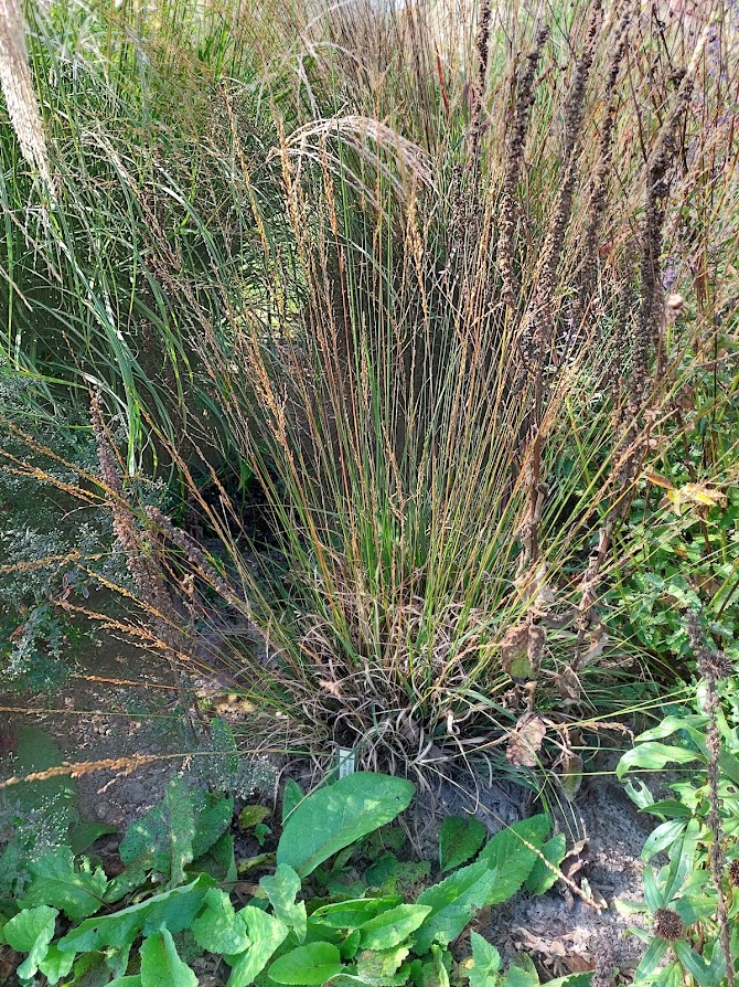 Harilik sinihelmikas (Molinia caerulea) 'Dauerstrahl'