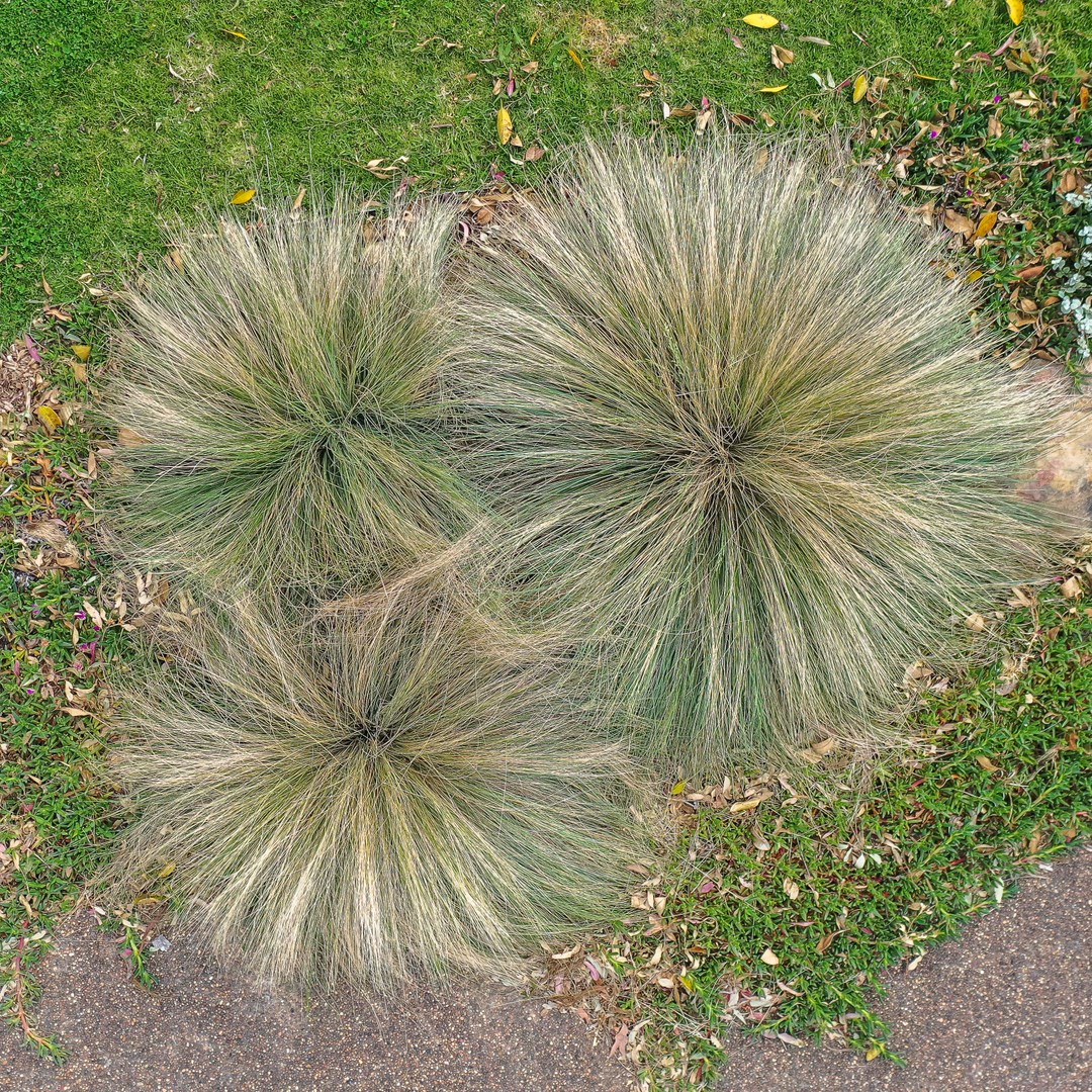 Austraalia nurmikas (Poa labillardierei) 'Glauca'