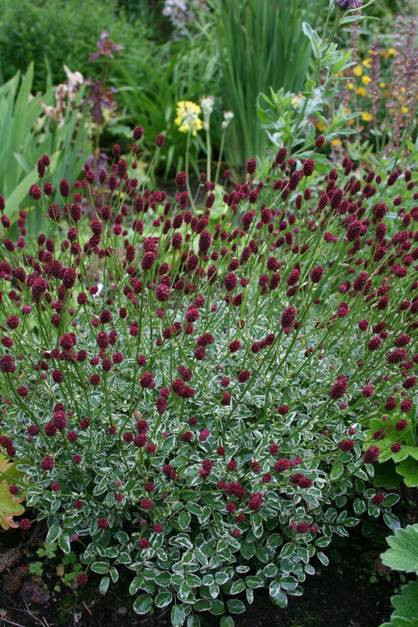 Ürt-punanupp (Sanguisorba officinalis) 'Little Angel'