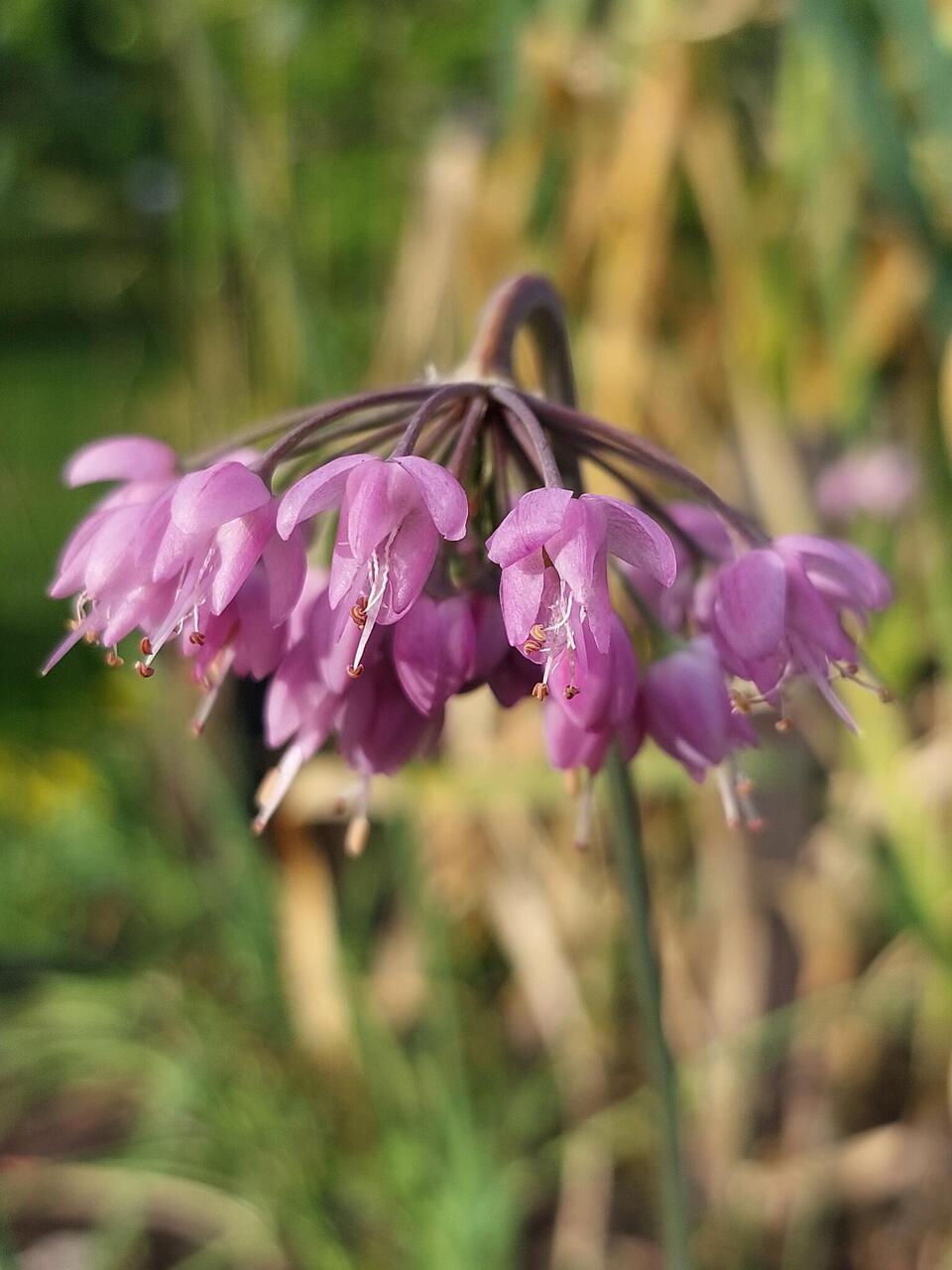 Kaldlauk (Allium cernuum)