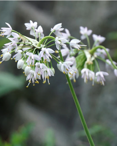 Kaldlauk (Allium cernuum) 'Album'