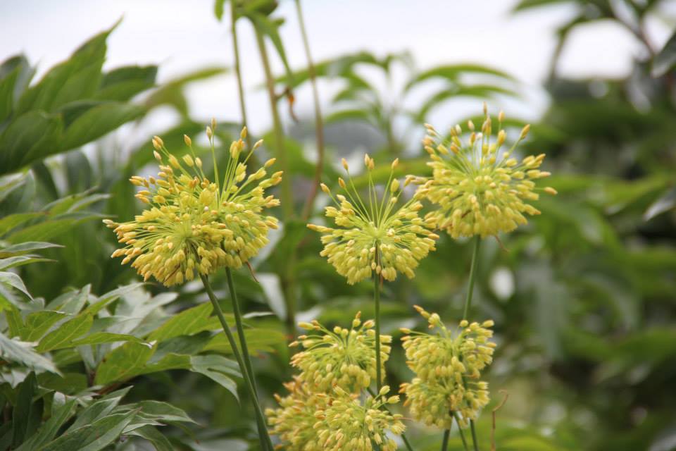 Lataakia lauk (Allium chloranthum) 'Yellow Fantasy'