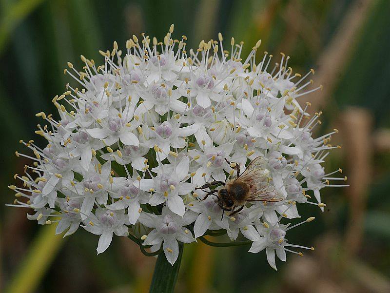 Lumikellukjas lauk (Allium galanthum)