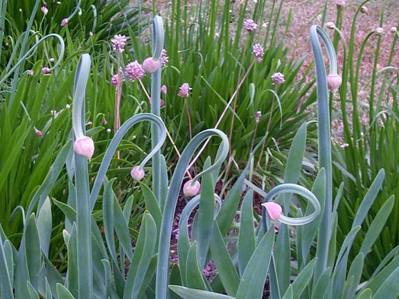 Longus lauk (Allium nutans)