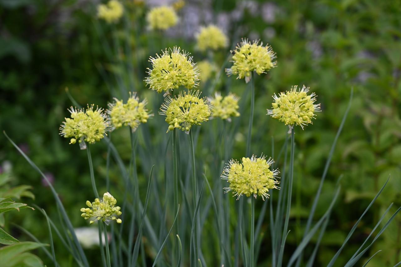Viltune lauk (Allium obliquum)