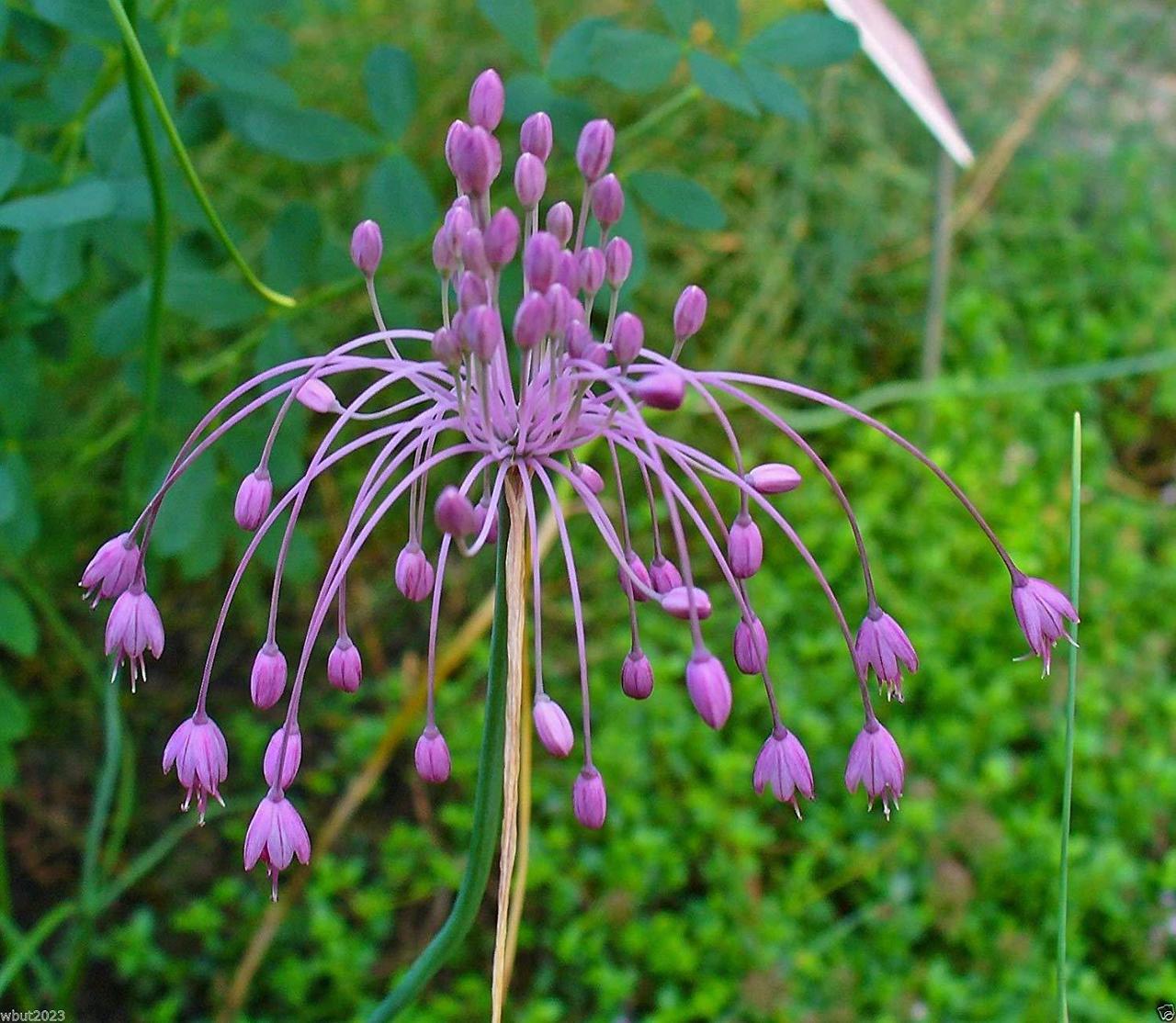 Ilus lauk (Allium carinatum subsp. pulchellum) 