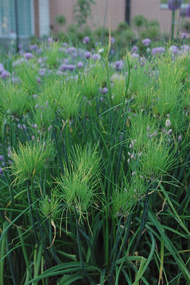 Murulauk (Allium schoenoprasum) 'Cha Cha'