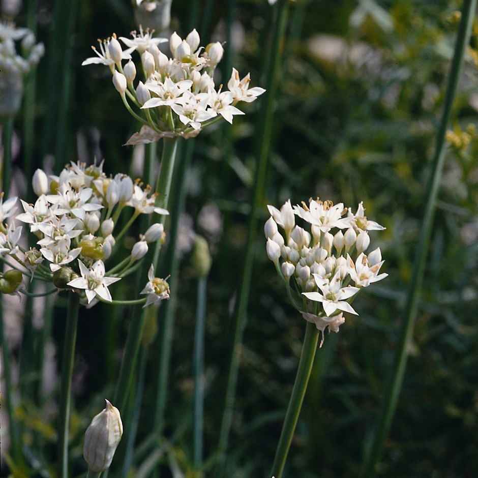 Mugul-lauk (Allium tuberosum)