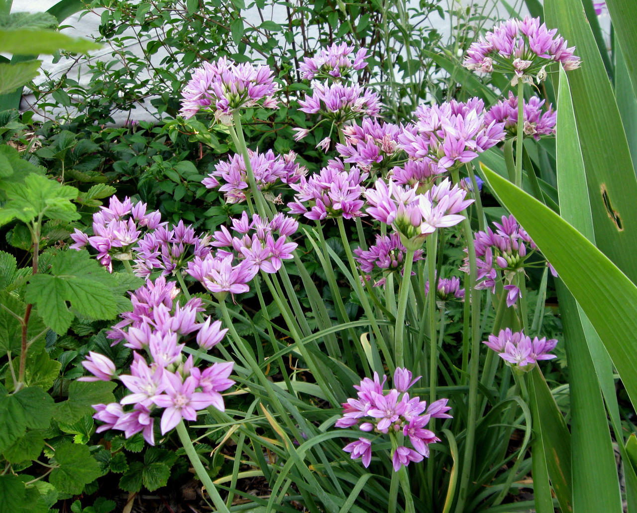 Oregoni lauk (Allium unifolium) 