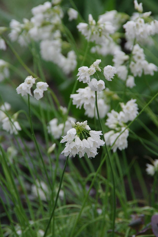 Lumilauk (Allium zebdanense)