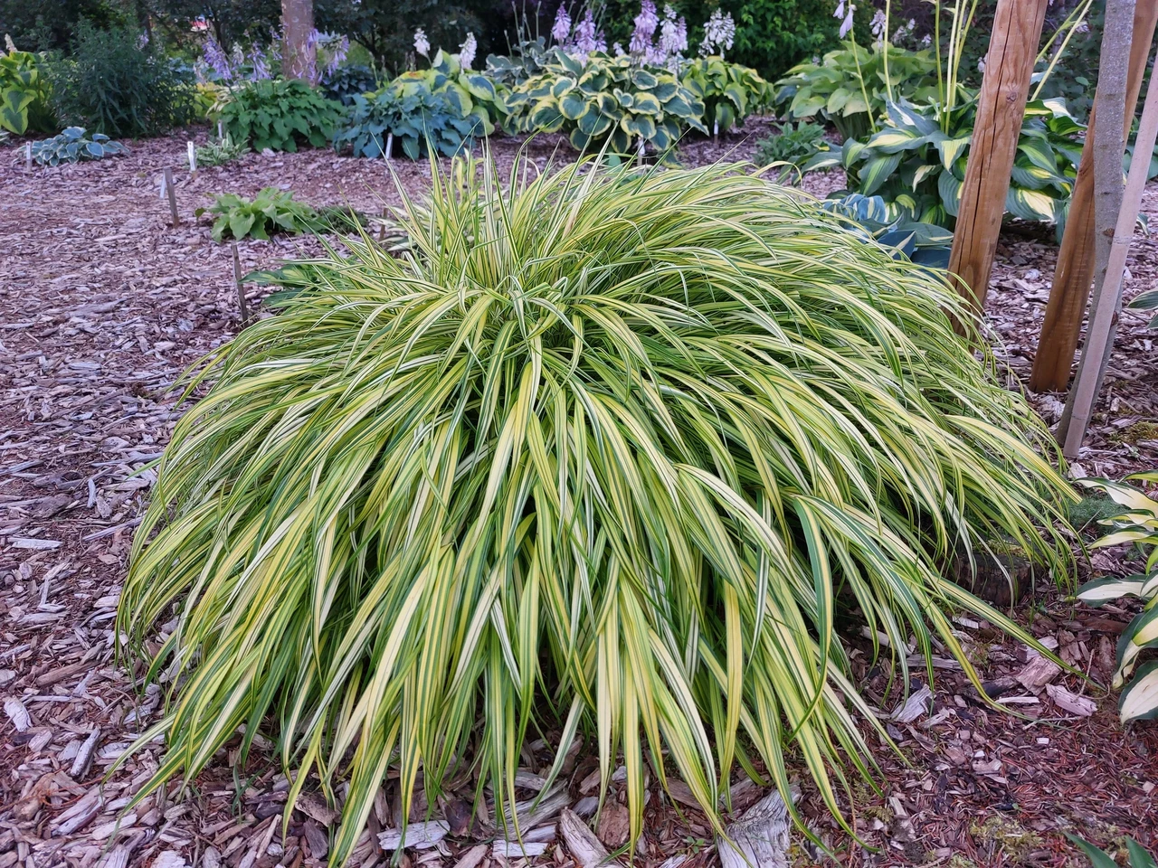 Hakone grass (Hakonechloa macra) 'Aureola' 