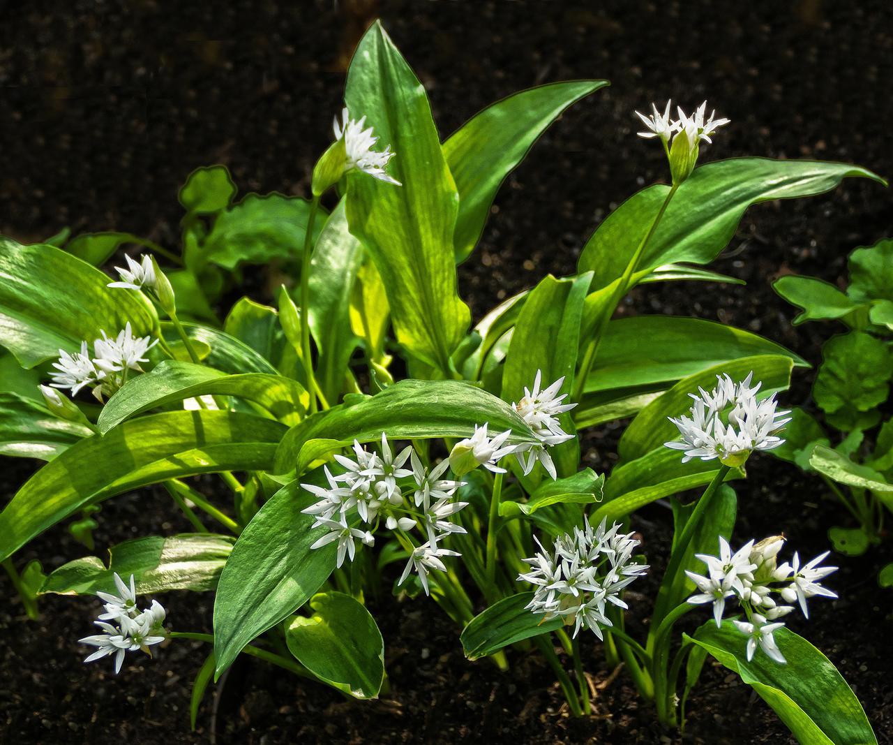 Karulauk (Allium ursinum)