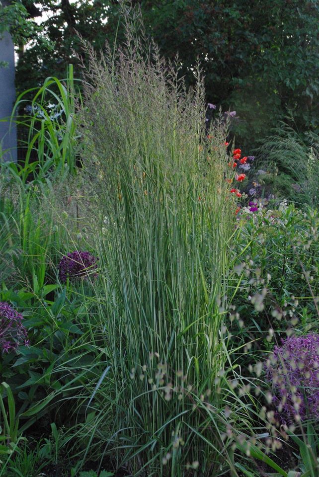 Koristekastikka (Calamagrostis x acutiflora) 'Avalanche' 