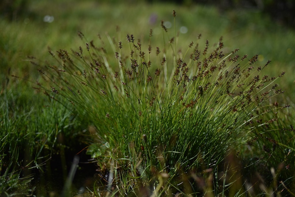 Raudtarn (Carex davalliana)