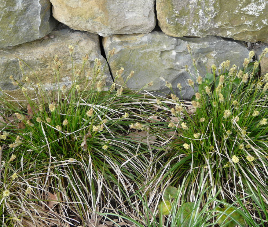 Vilutarn (Carex umbrosa)