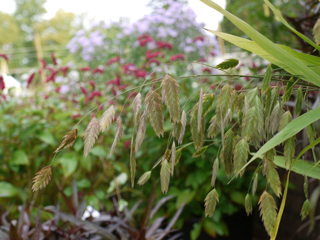 Laialehine haikhein (Chasmanthium latifolium) 'Little Tickler'