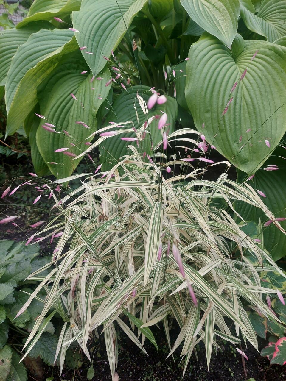 Laialehine haikhein (Chasmanthium latifolium) 'River Mist'