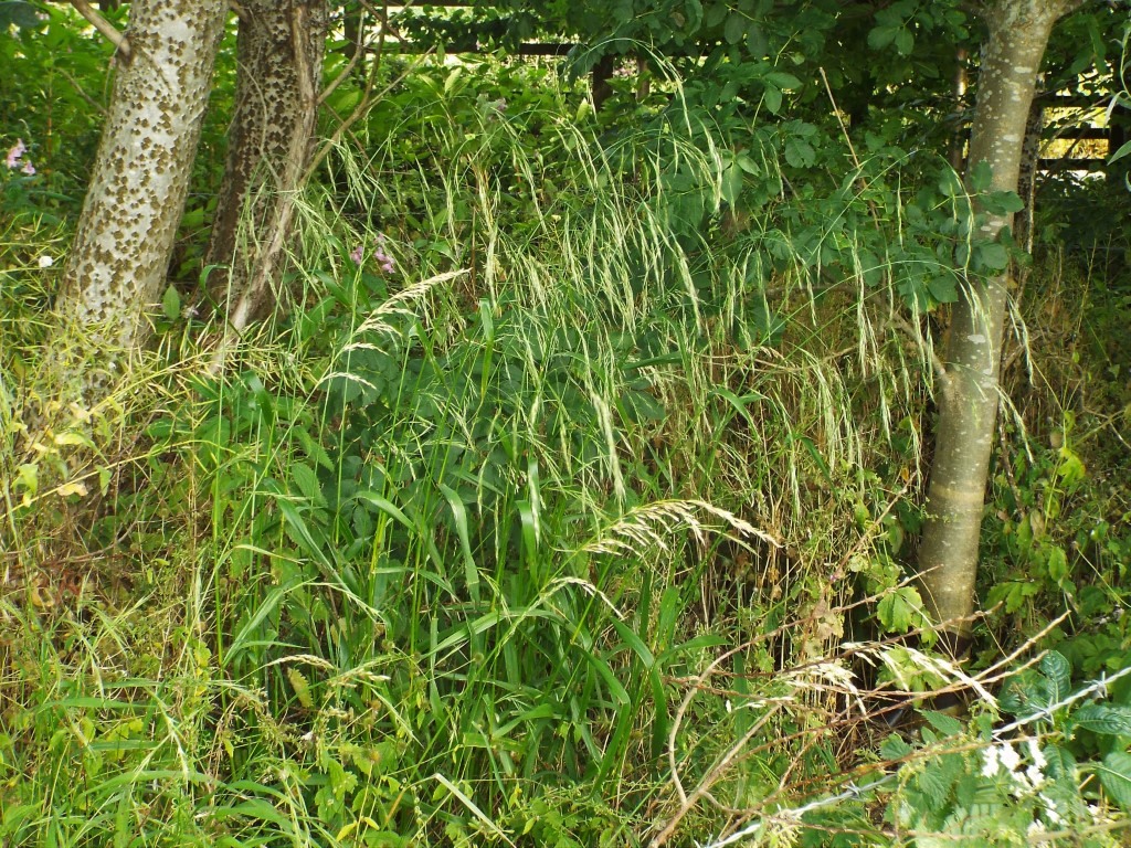 Suur aruhein (Festuca gigantea)