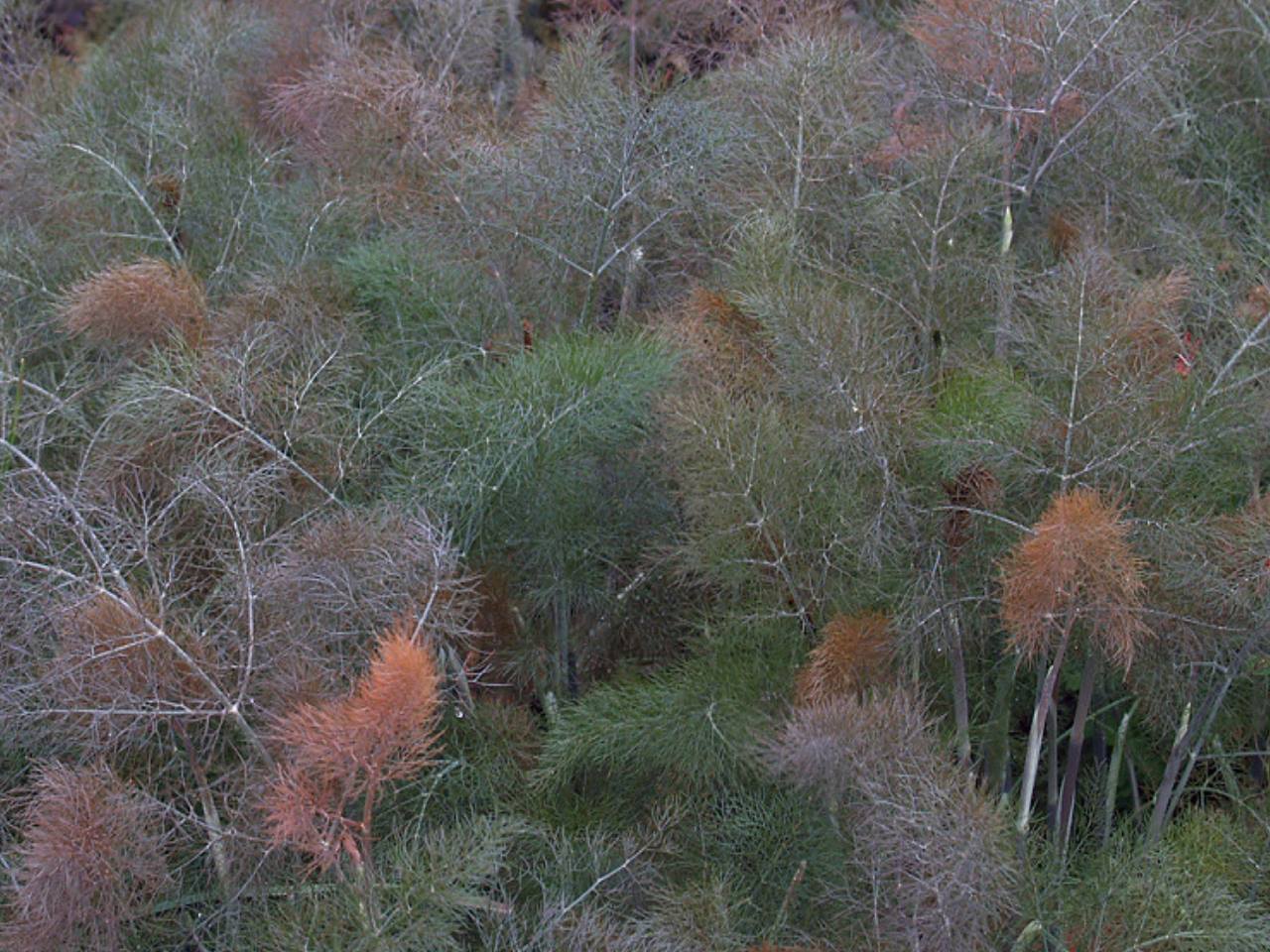 Harilik apteegitill (Foeniculum vulgare) 'Purpureum'