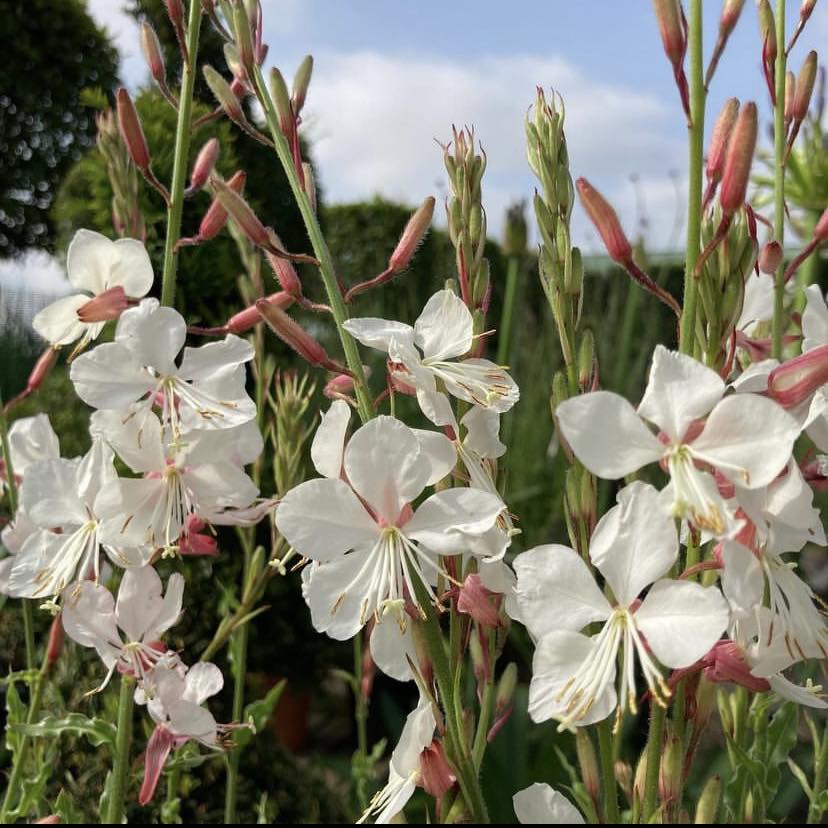 Harilik kalevikepp (Gaura lindheimeri) 'Summer Breeze'