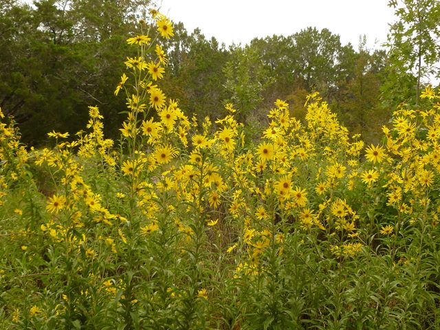 Preeria-päevalill (Helianthus maximiliani)