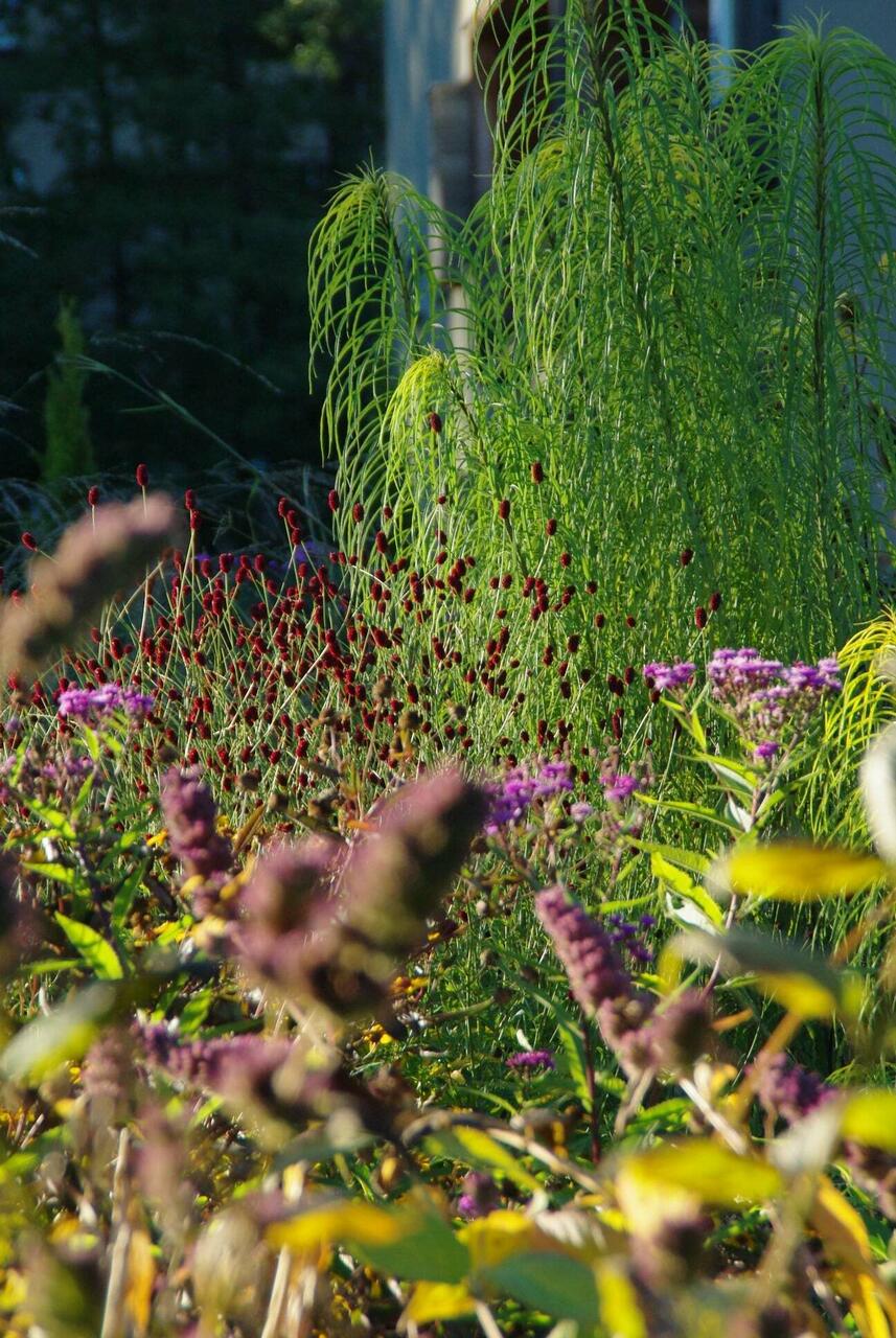 Hiid-päevalill (Helianthus salicifolius) – Anu Aed