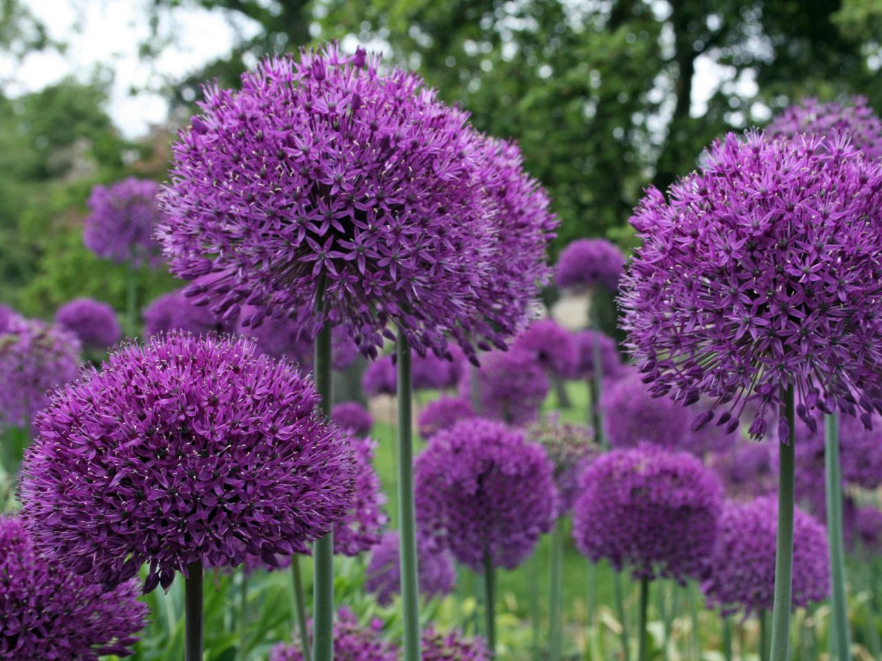 Ilulauk (Allium hollandicum) 'Purple Sensation'