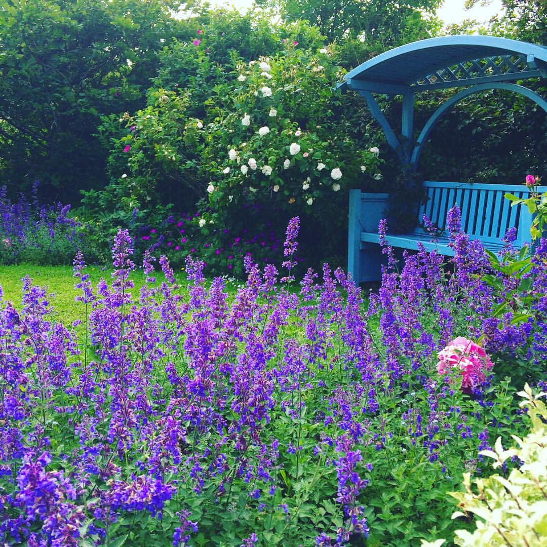 Catmint (Nepeta x faassenii) 'Walker's Low' 