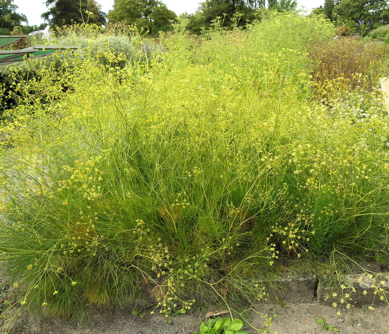 Seseli gracile 