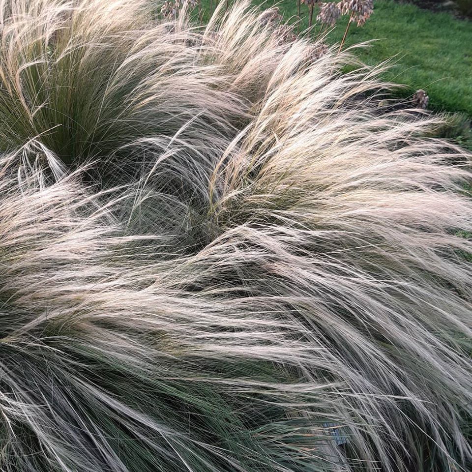 Mexican feather grass (Stipa tenuissima) 