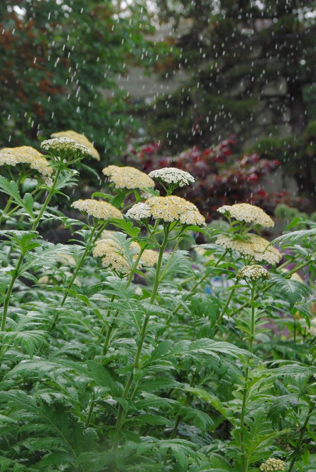 Tansy Daisy (Tanacetum macrophyllum) 