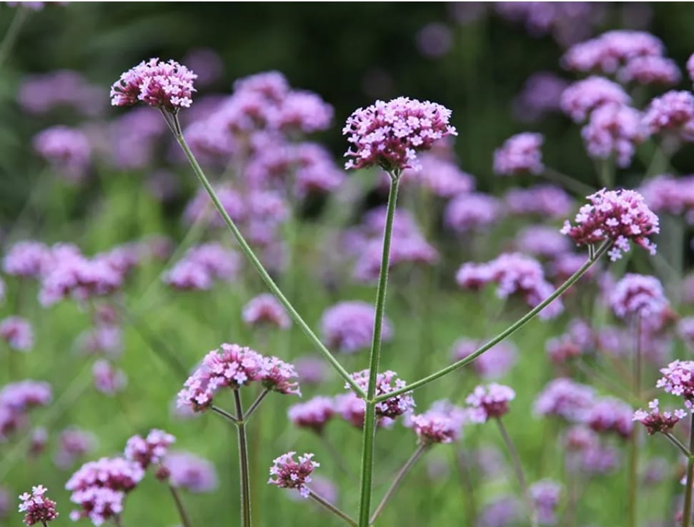 Argentiina raudürt (Verbena bonariensis)